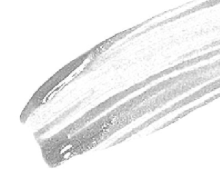 MAXYMOVA BROW GEL FIX&GO & FIX&COLOR
